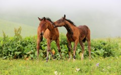 Desktop image. Animals. ID:81212