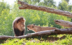 Desktop image. Animals. ID:81233