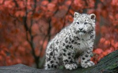 Desktop image. Animals. ID:81245