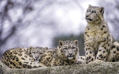 Desktop image. Animals. ID:81246