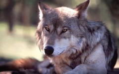 Desktop image. Animals. ID:81251