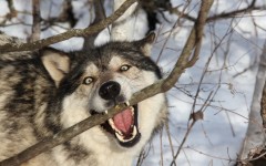Desktop image. Animals. ID:81252