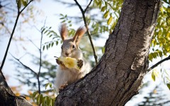 Desktop image. Animals. ID:81258