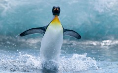 Desktop image. Animals. ID:81272