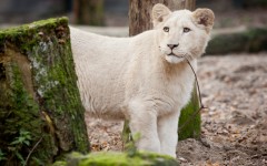Desktop image. Animals. ID:81364