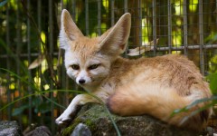 Desktop image. Animals. ID:81367