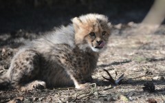 Desktop image. Animals. ID:81369