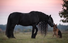 Desktop image. Animals. ID:81379