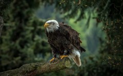 Desktop image. Animals. ID:81404