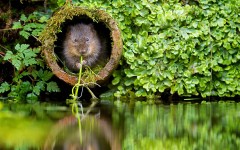 Desktop image. Animals. ID:81413