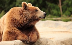Desktop image. Animals. ID:81429