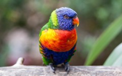 Desktop image. Animals. ID:81443