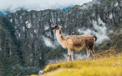 Desktop image. Animals. ID:81467