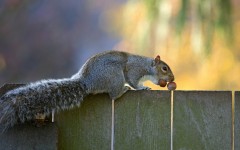 Desktop image. Animals. ID:81473