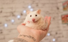 Desktop image. Animals. ID:81474