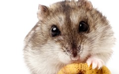 Desktop image. Animals. ID:81475