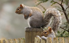 Desktop image. Animals. ID:81476