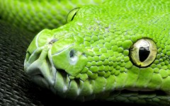Desktop image. Animals. ID:81477