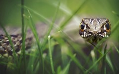 Desktop image. Animals. ID:81515
