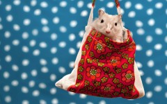 Desktop image. Animals. ID:81519