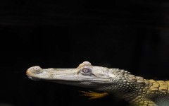 Desktop image. Animals. ID:81521