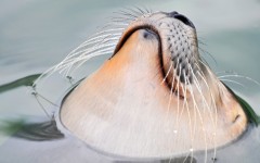 Desktop image. Animals. ID:81558