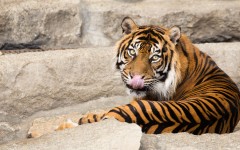 Desktop image. Animals. ID:81574