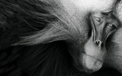 Desktop image. Animals. ID:81590