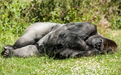Desktop image. Animals. ID:81591