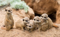 Desktop image. Animals. ID:81616