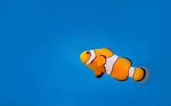 Desktop image. Animals. ID:81632