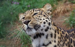 Desktop image. Animals. ID:81720