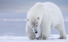 Desktop image. Animals. ID:81745