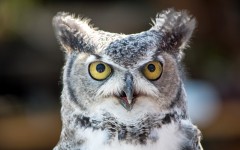Desktop image. Animals. ID:81760