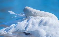 Desktop image. Animals. ID:81761