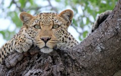 Desktop image. Animals. ID:81784