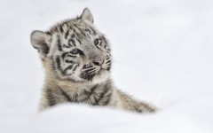 Desktop image. Animals. ID:81808