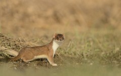 Desktop image. Animals. ID:81817