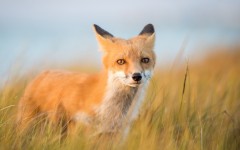 Desktop image. Animals. ID:81835