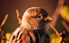 Desktop image. Animals. ID:81859
