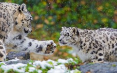 Desktop image. Animals. ID:81872