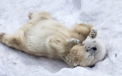 Desktop image. Animals. ID:81891