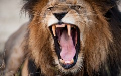 Desktop image. Animals. ID:81900