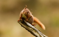 Desktop image. Animals. ID:81960