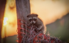 Desktop image. Animals. ID:81976