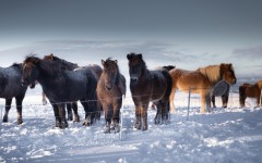 Desktop image. Animals. ID:82016