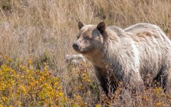 Desktop image. Animals. ID:82032