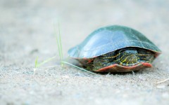 Desktop image. Animals. ID:82051