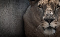 Desktop image. Animals. ID:82052