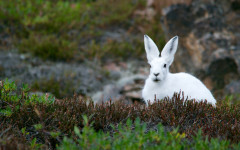 Desktop image. Animals. ID:82182